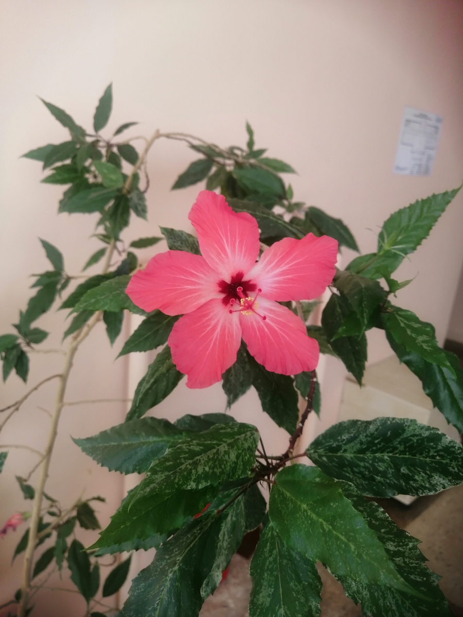 Китайская роза