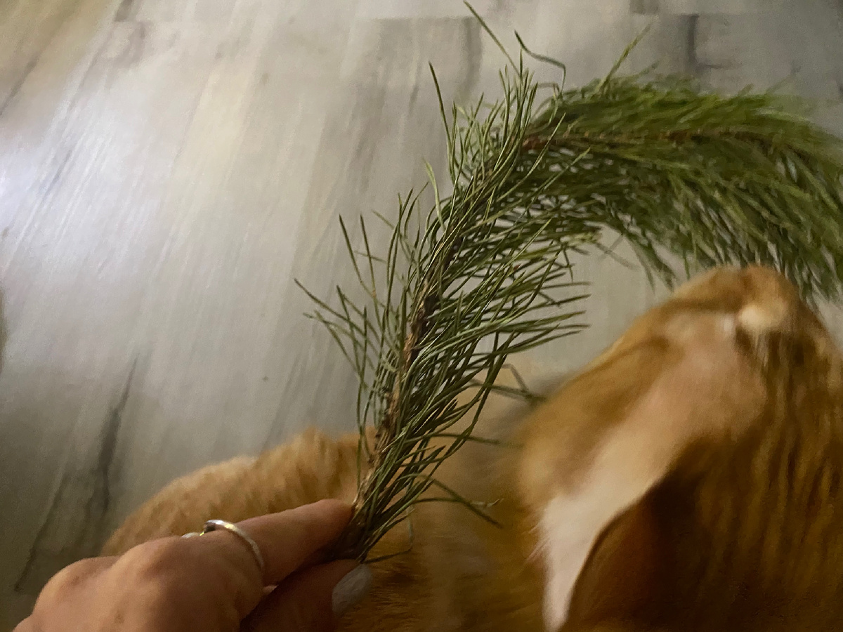 и хотел ее съесть 😋