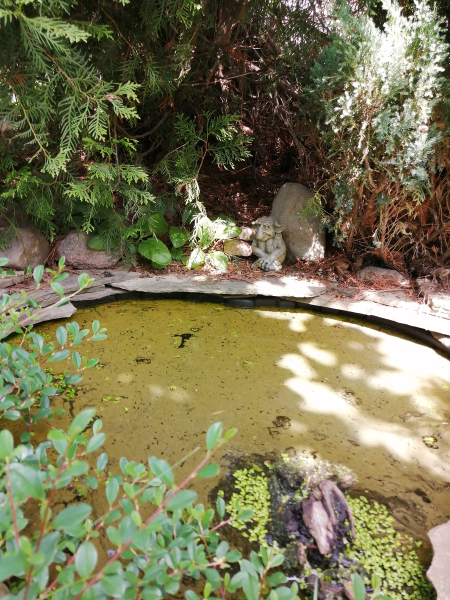 Пруд и какая-то желтовато-зеленоватая грязь на поверхности воды