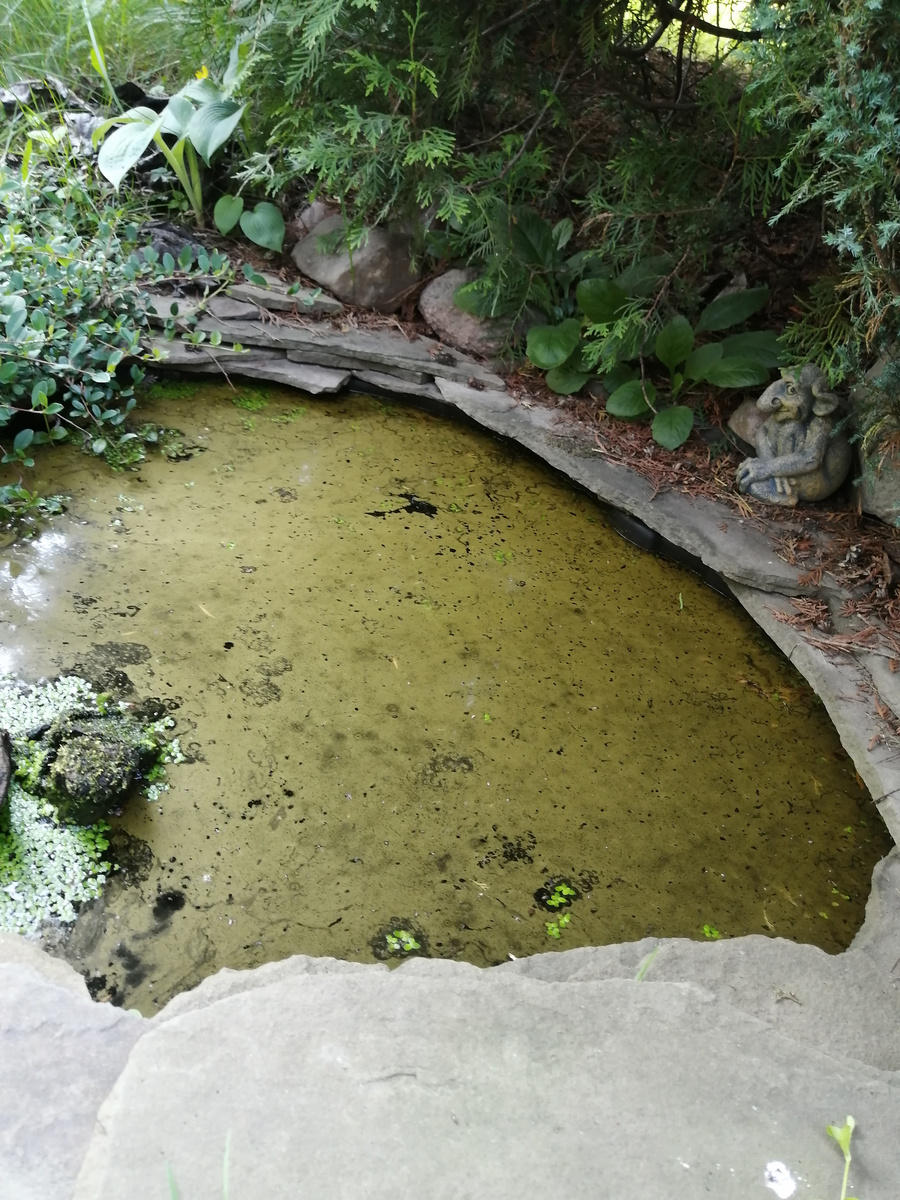 Грязь на поверхности воды в прудике. Откуда???