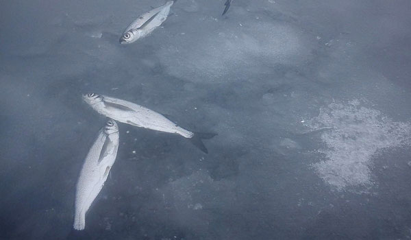 Фото: rybolov.org