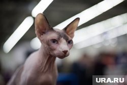    Зимой важно следить за состоянием кожи лысых кошек