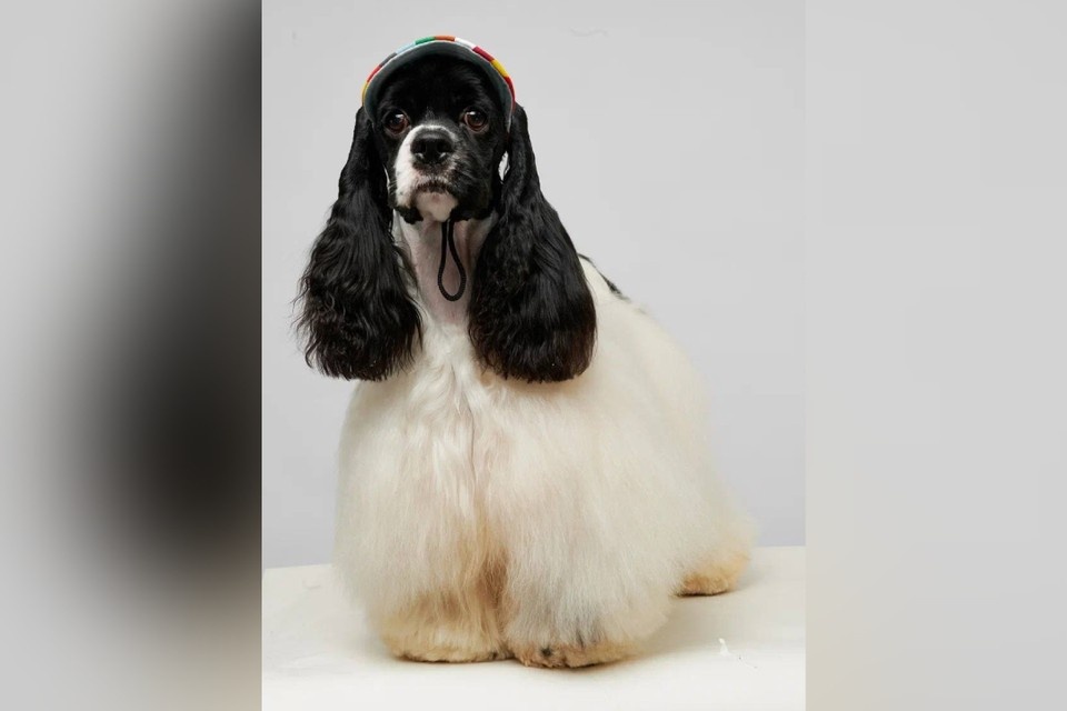    Кокер-спаниеля Снупа ищут в Нижегородской области. Фото предоставлено хозяевами животного.