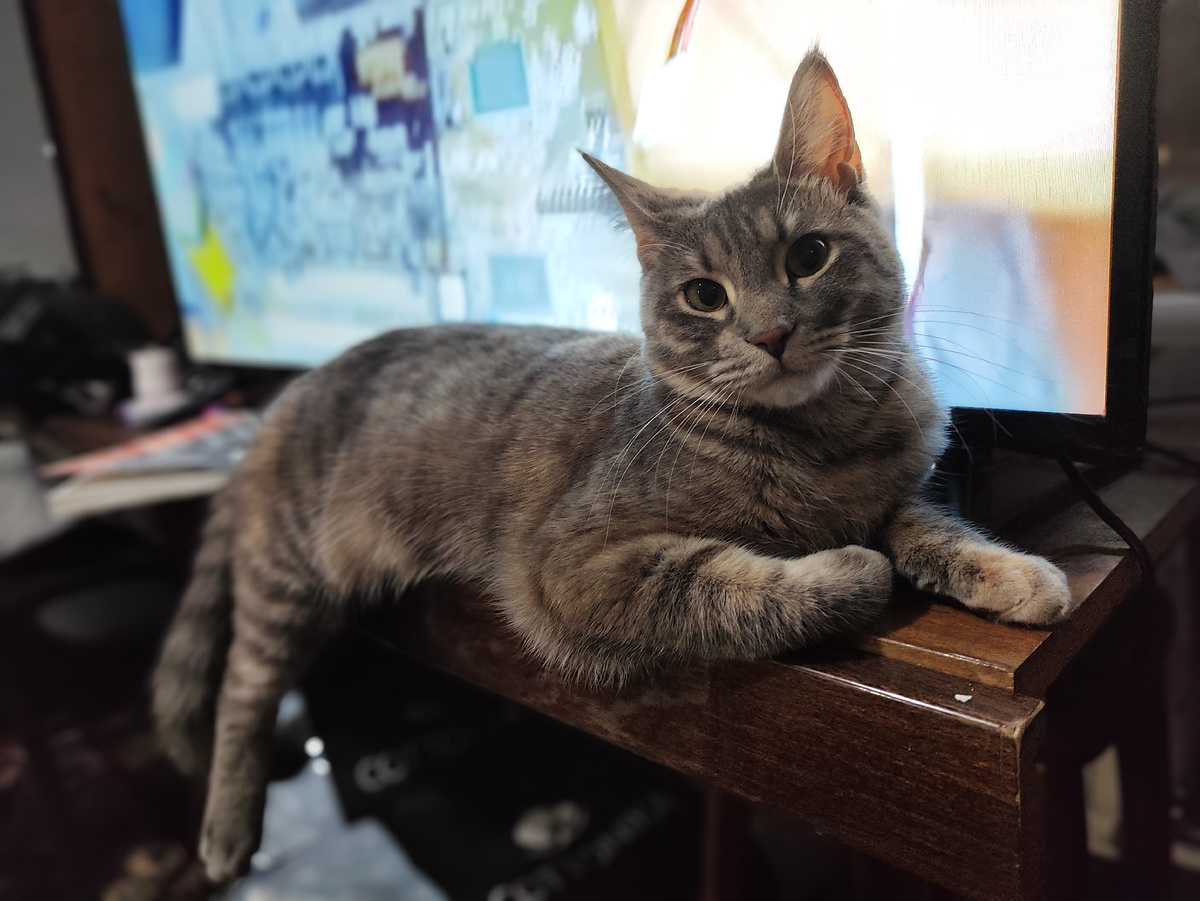 Stella