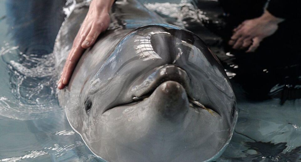    РИА «Новости»