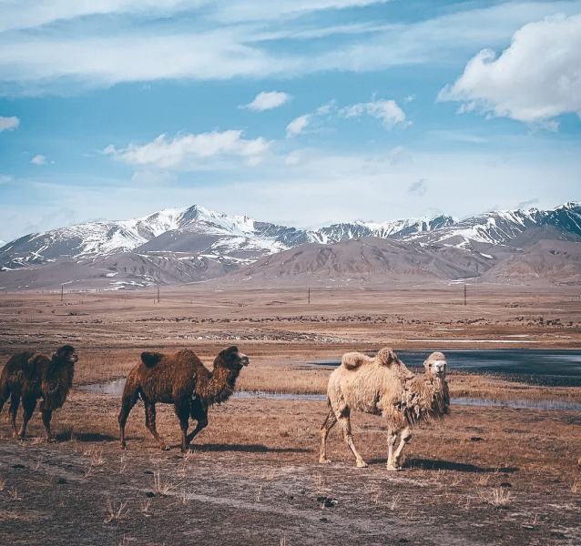 Фото: vk.com/true_tramps