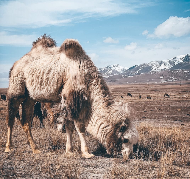 Фото: vk.com/true_tramps