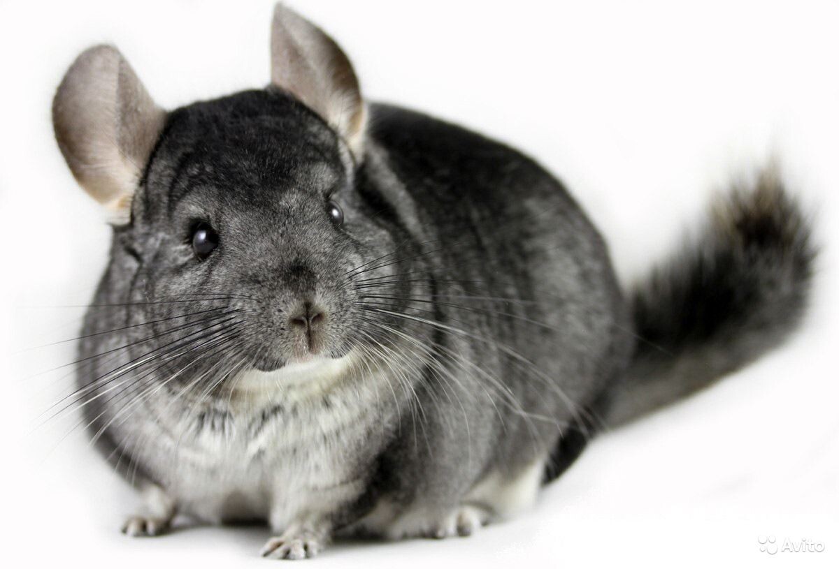 Источник: magmer.ru