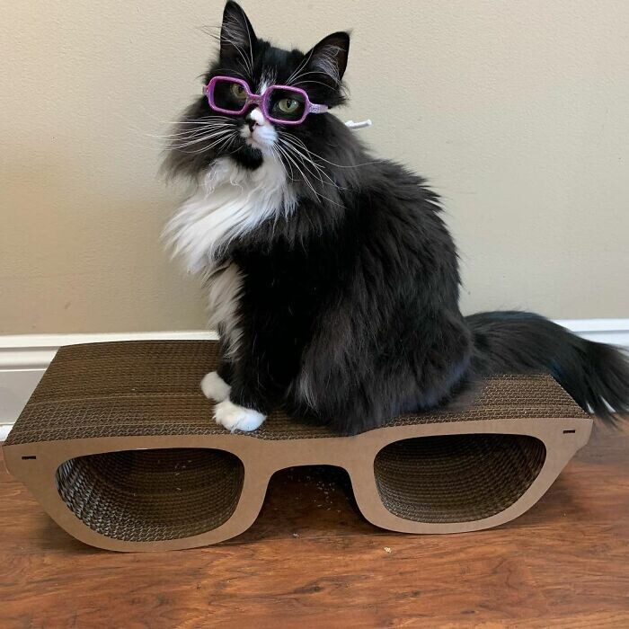 источник фото: https://www.boredpanda.com/blog/wp-content/uploads/2021/03/This-adorable-ophthalmologist-cat-helps-children-accept-wearing-glasses-6049ec12d32ea__700.jpg