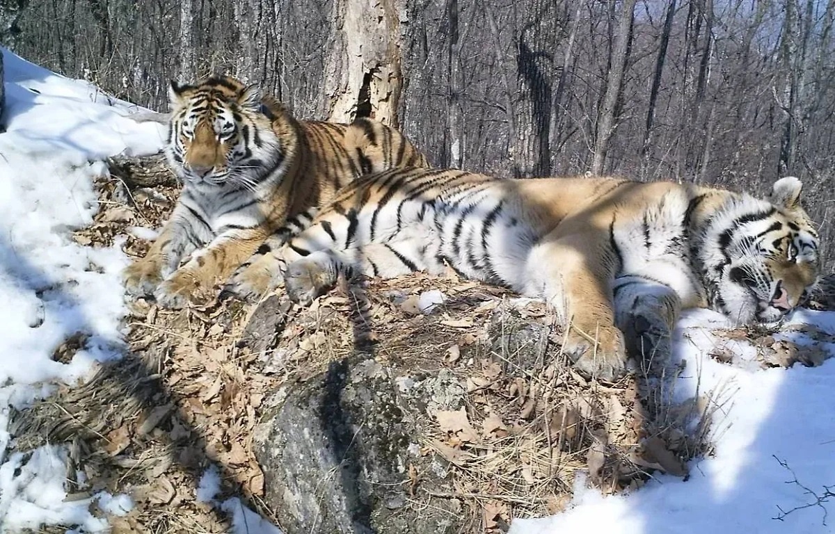 Борис и Светлая
