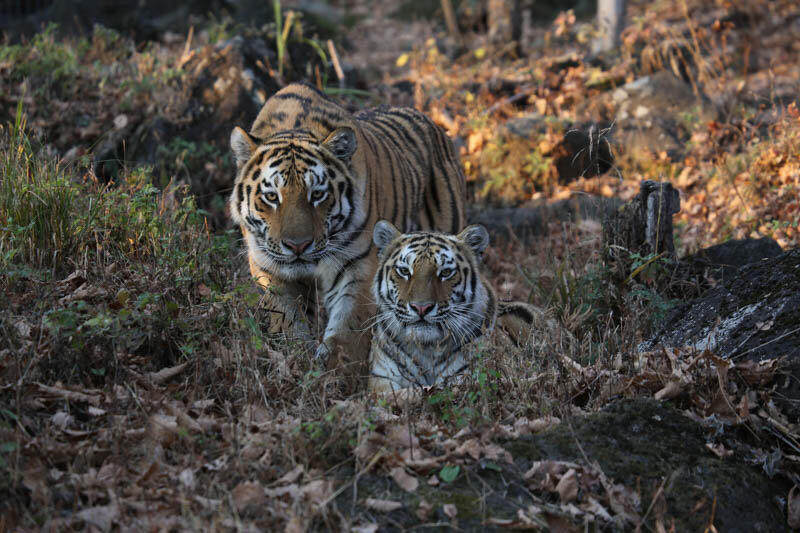 Борис и Светлая
