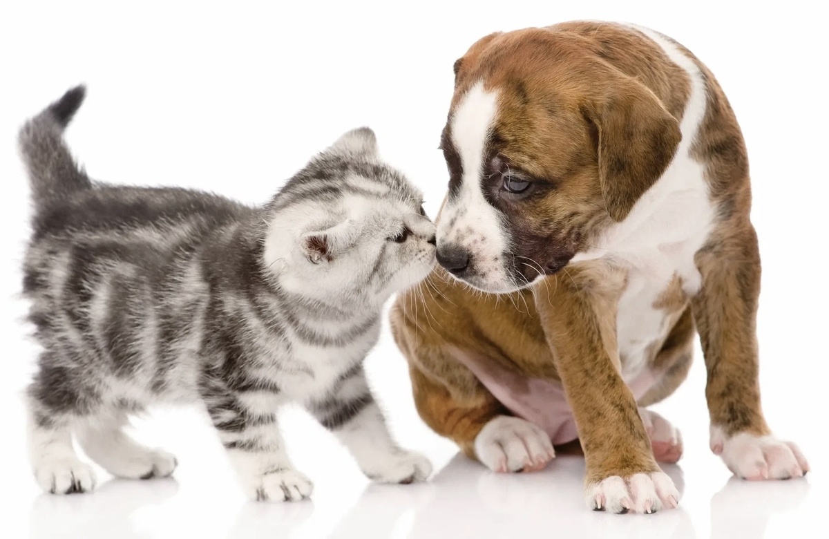 Больше интересного в нашем Telegram-канале! https://t.me/grand_prix_pet_food