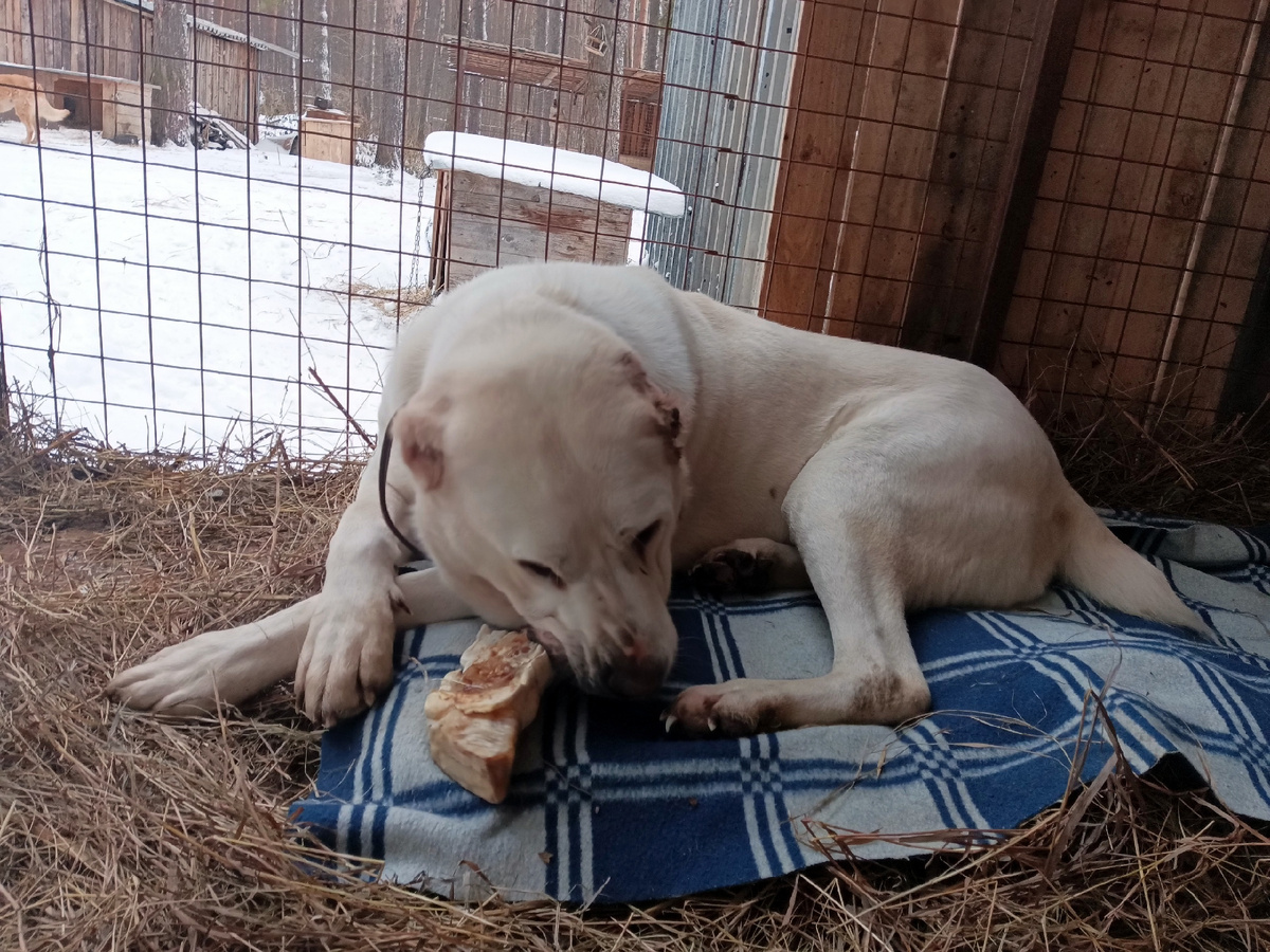 Аделька тоже не прочь полакомиться, если угостят 