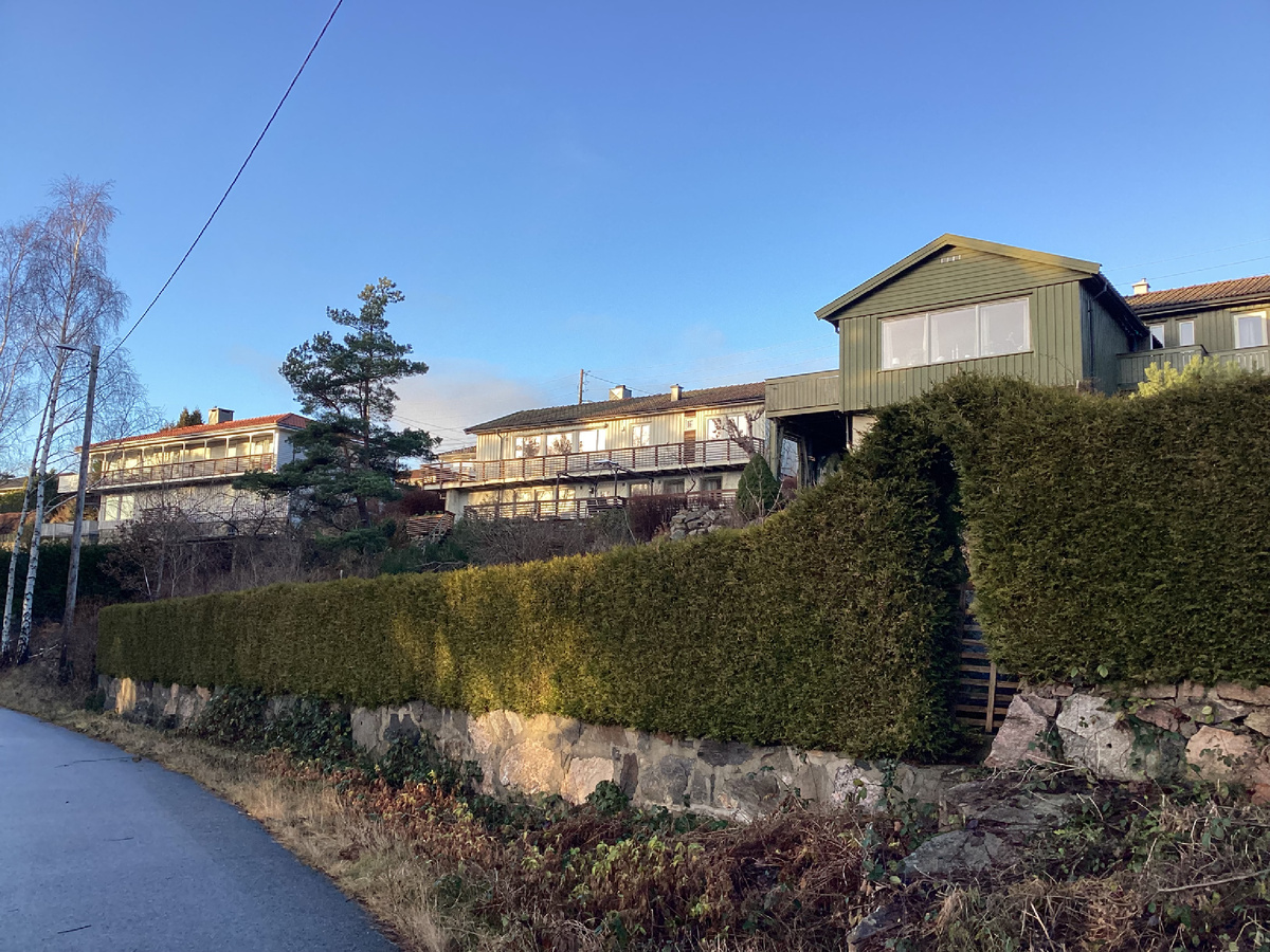 Живая изгородь из туи Брабант у одного из жилых домов.