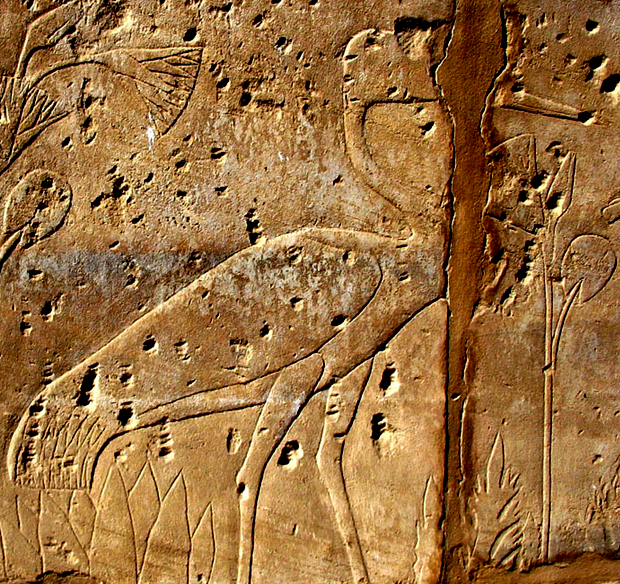 Зал "Ах-Менну" в Карнаке. Часть резной панорамы "атласа" живой природы мира - идеи фараона Тутмоса III: серый журавль (Grus grus/Grus cinerea) и (слева внизу) мандрагора (Mandragora spp.), быть может, мандрагора лекарственная (Mandragora officinarum) или мандрагора осенняя (Mandragora autumnalis). 