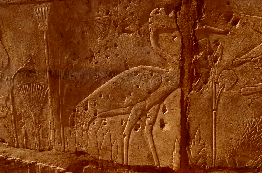 Зал "Ах-Менну" в Карнаке. Часть резной панорамы "атласа" живой природы мира - идеи фараона Тутмоса III: серый журавль (Grus grus/Grus cinerea) и (слева внизу) мандрагора (Mandragora spp.), быть может, мандрагора лекарственная (Mandragora officinarum) или мандрагора осенняя (Mandragora autumnalis).