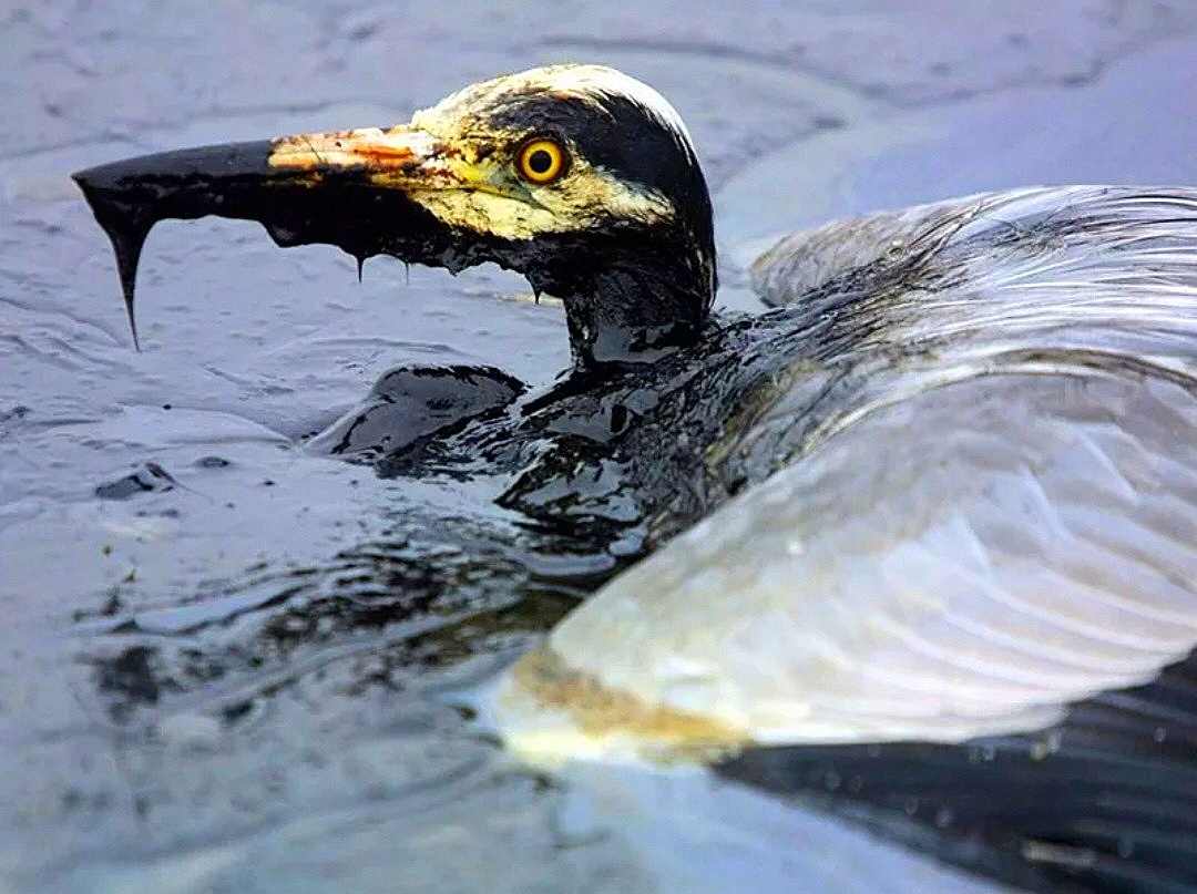 Спасибо всем неравнодушным людям, которые спасают оставшихся птиц и других морских жителей. 