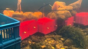    Инкубаторы для выращивания икры. Фото: пресс-служба Минприроды Мурманской области