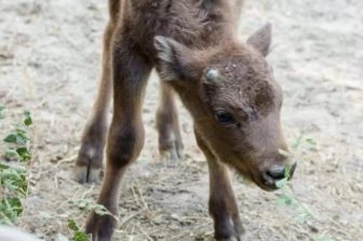    В Ростовском зоопарке проходит конкурс на имя для родившегося зубрёнка