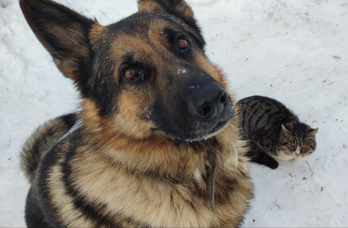 А это были мои помощники 😊 Бося и Артёмка