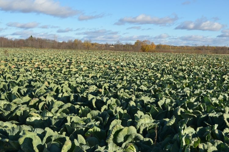    Капустного лидера 2024 с наивысшей урожайностью назвали в Новгородской области