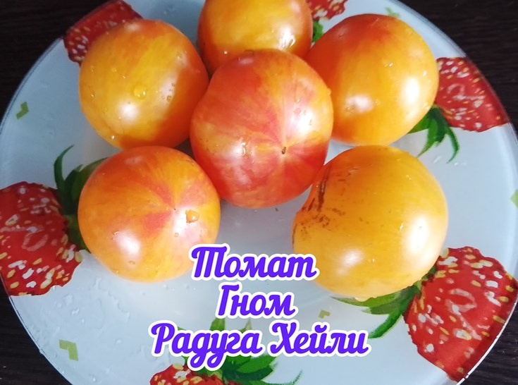 Томат Гном Радуга Хейли (Dwarf Dean’s Haley’s Rainbow). Фото автора.