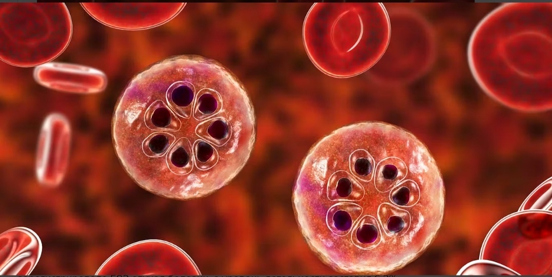 Возбудители малярии - простейшие, переносчики инфекции -малярийные комары