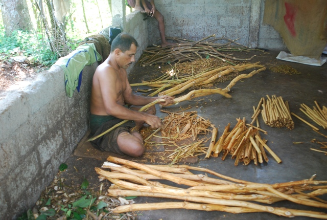 Сбор корицы на Шри-Ланке. Фото: Индостан.ру
