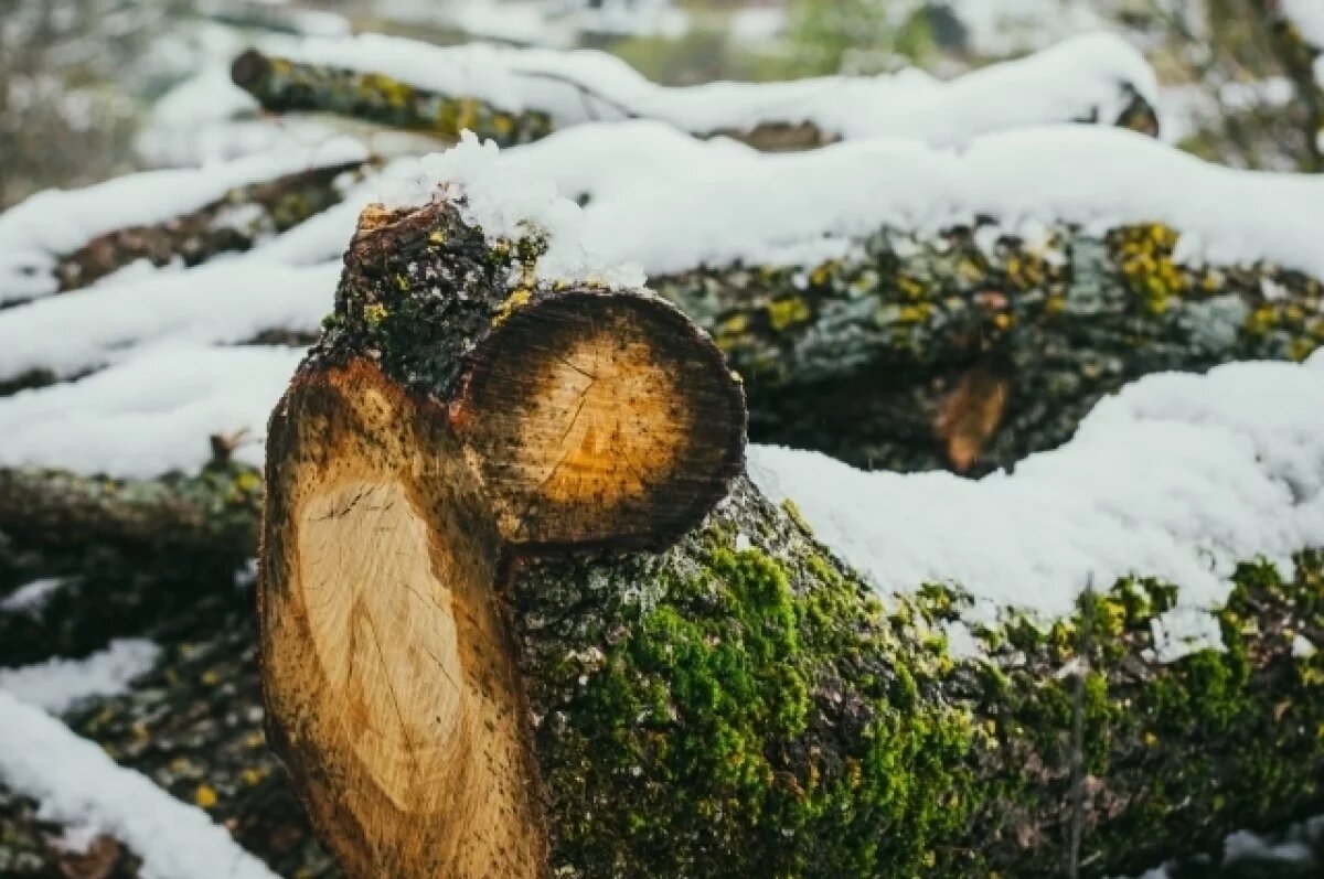    В Перми вырубили часть сада имени Гоголя возле будущей платформы «Попова»