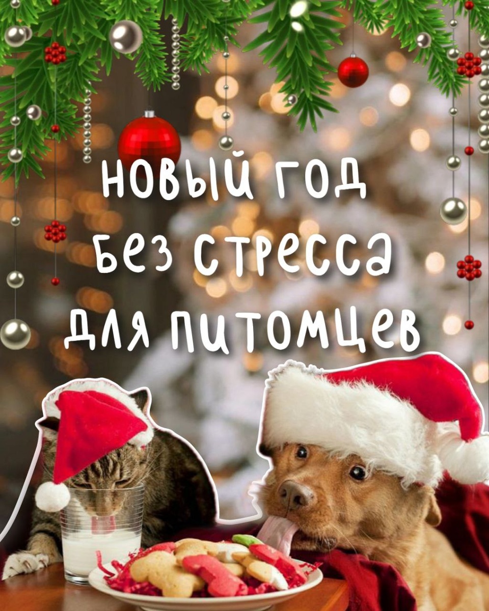 Новогодние праздники – время волшебства и радостных чудес, но для наших питомцев они часто несут в себе тревогу и опасности. Громкие хлопушки и фейерверки, соблазнительные запахи праздничных блюд, неизвестные лица в виде пришедших гостей - все это может стать причиной стресса для вашего любимца. 