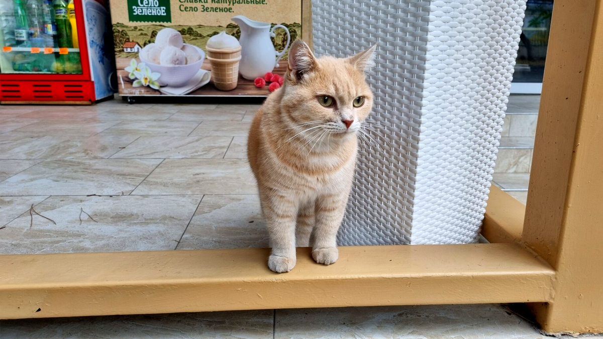 Автор в момент диалога фотографирует котика в придомовом магазине. Ничего личного, просто Геленджик как он есть