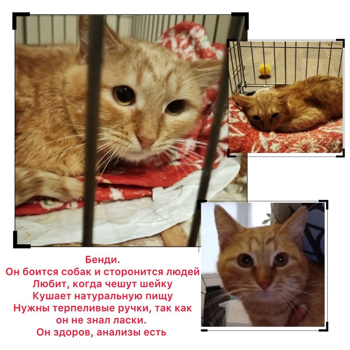 Рыжий красавец Бенди