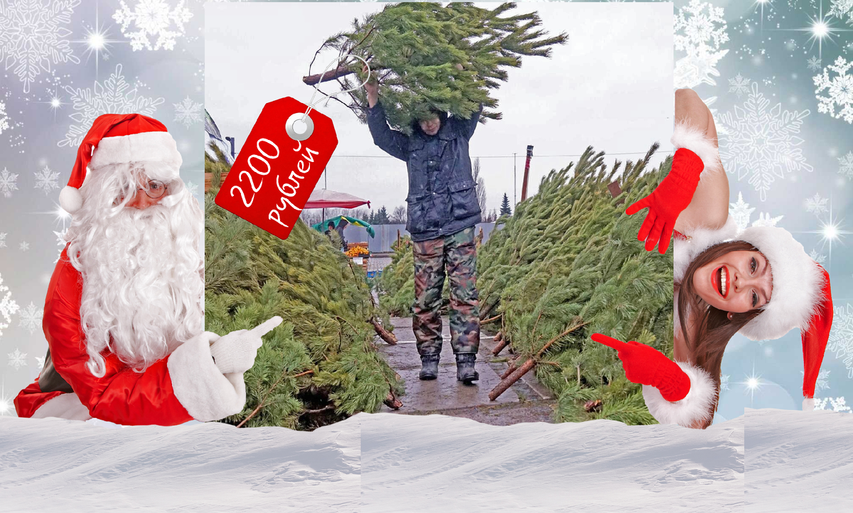 Ёлки-палки: от бюджетной ёлочки до миллионной, путеводитель по елочным базарам Петербурга. Почему новогодние ёлки в Питере стали роскошью