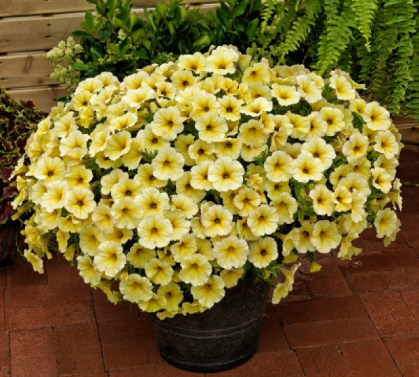 Петхоа: достоинства и недостатки роскошного родственника петунии