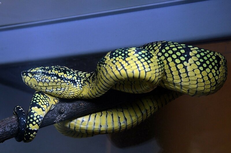 Храмовые куфии