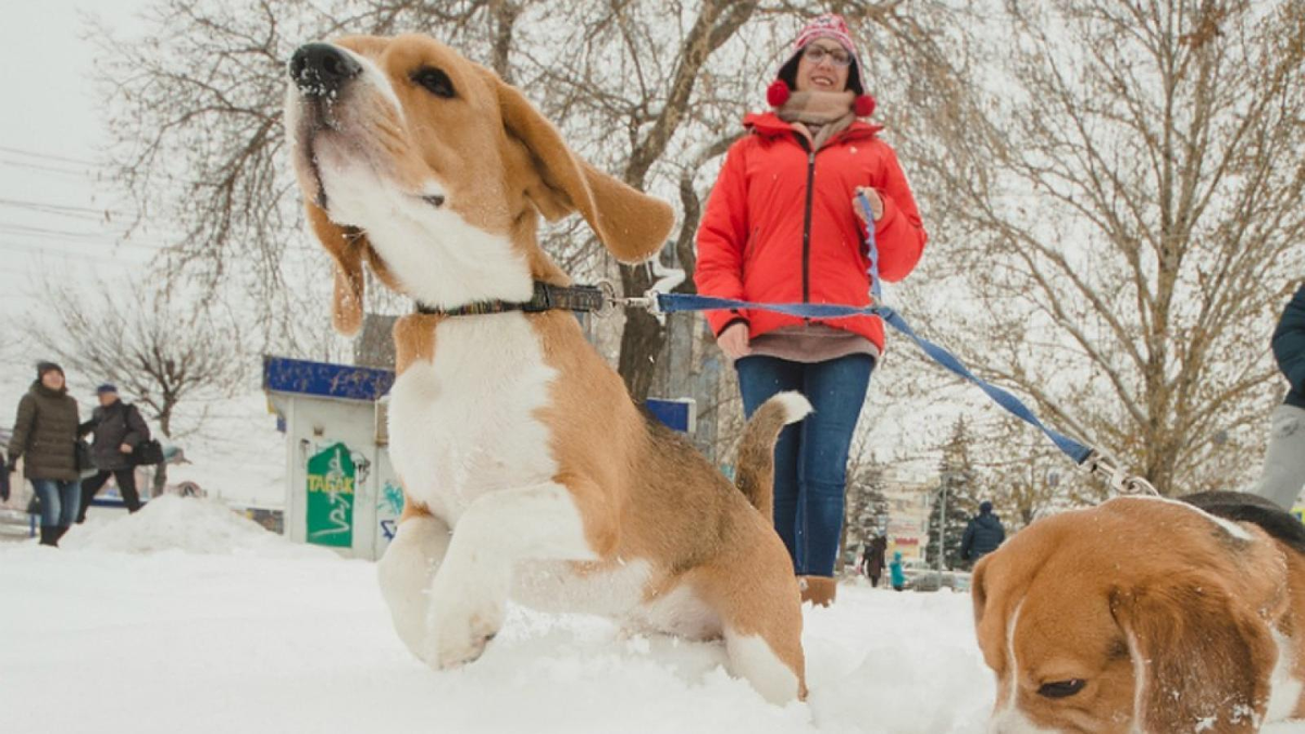 Фото из интернета. Яна гуляет с собачкой.