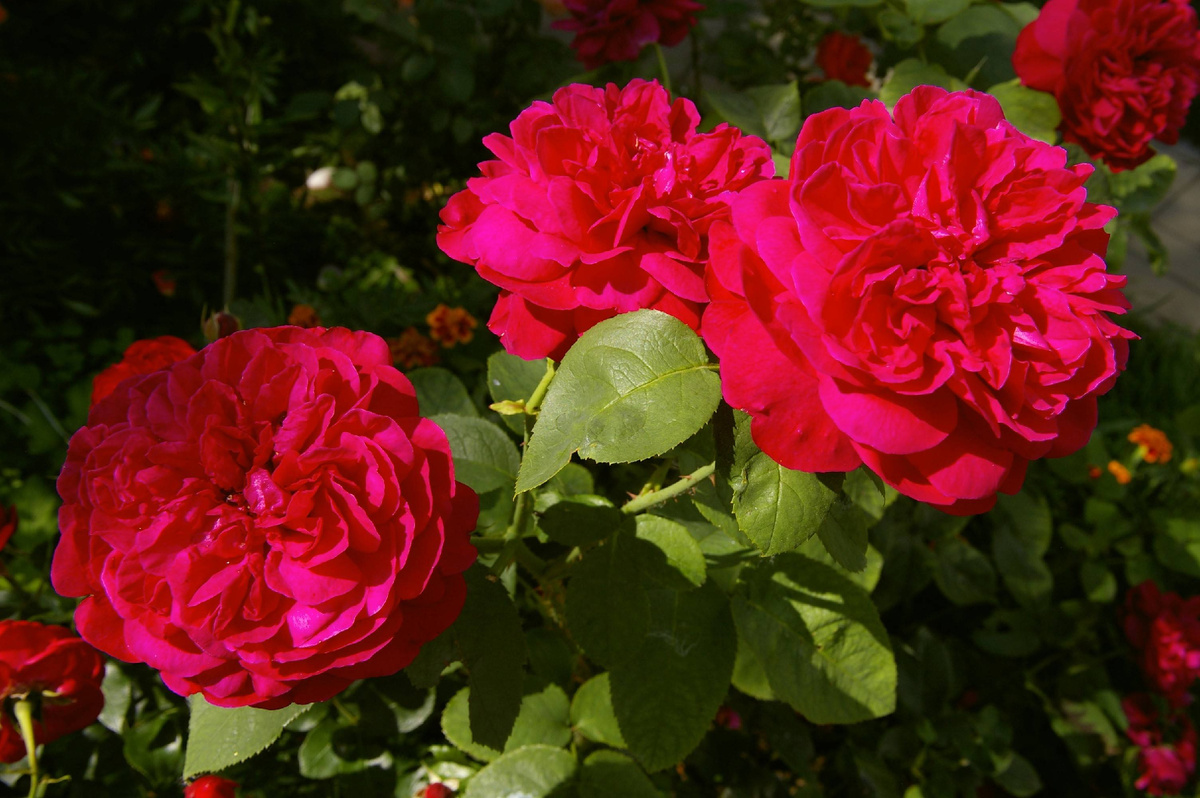 Л.Д. Бредуейт