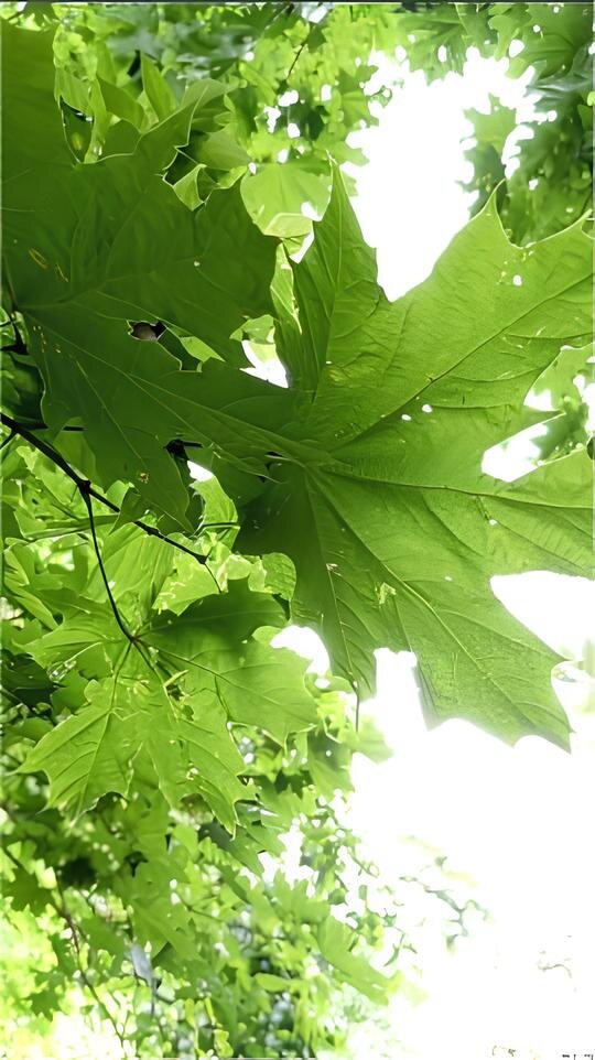 Кленовый лист. А кто-то видит сердце.