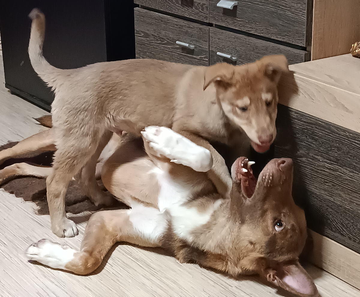 Лаки и Филя