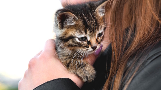    Что делать, если взяли домой уличного котенка: простые советы для будущих хозяев Роман Захаров