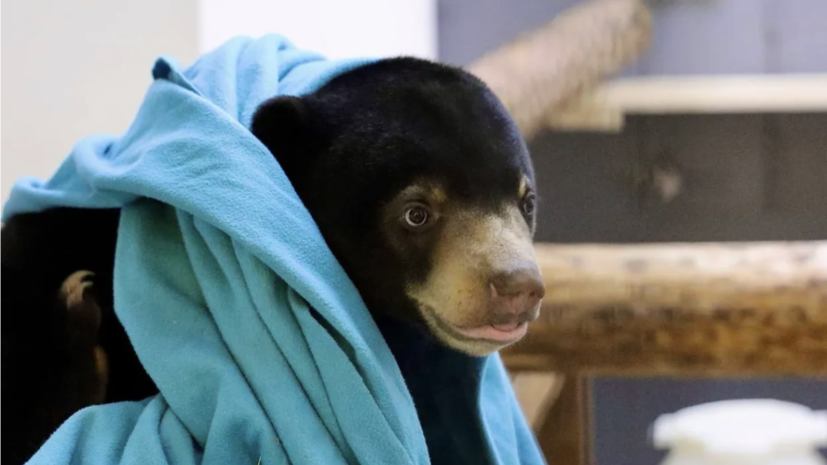    Московский зоопарк/Телеграмм