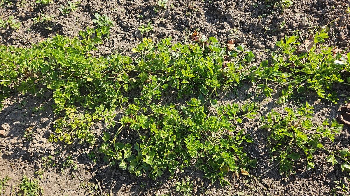 Вот тут между рядами сельдерея видна маленькая морковка