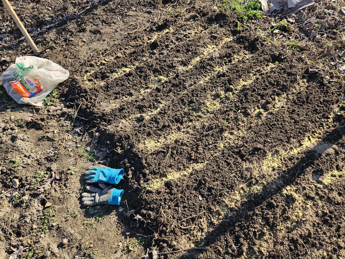 Подготовленная грядка для посева лука и моркови