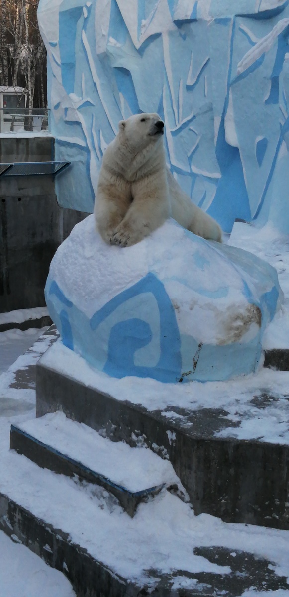 белый медведь Кай