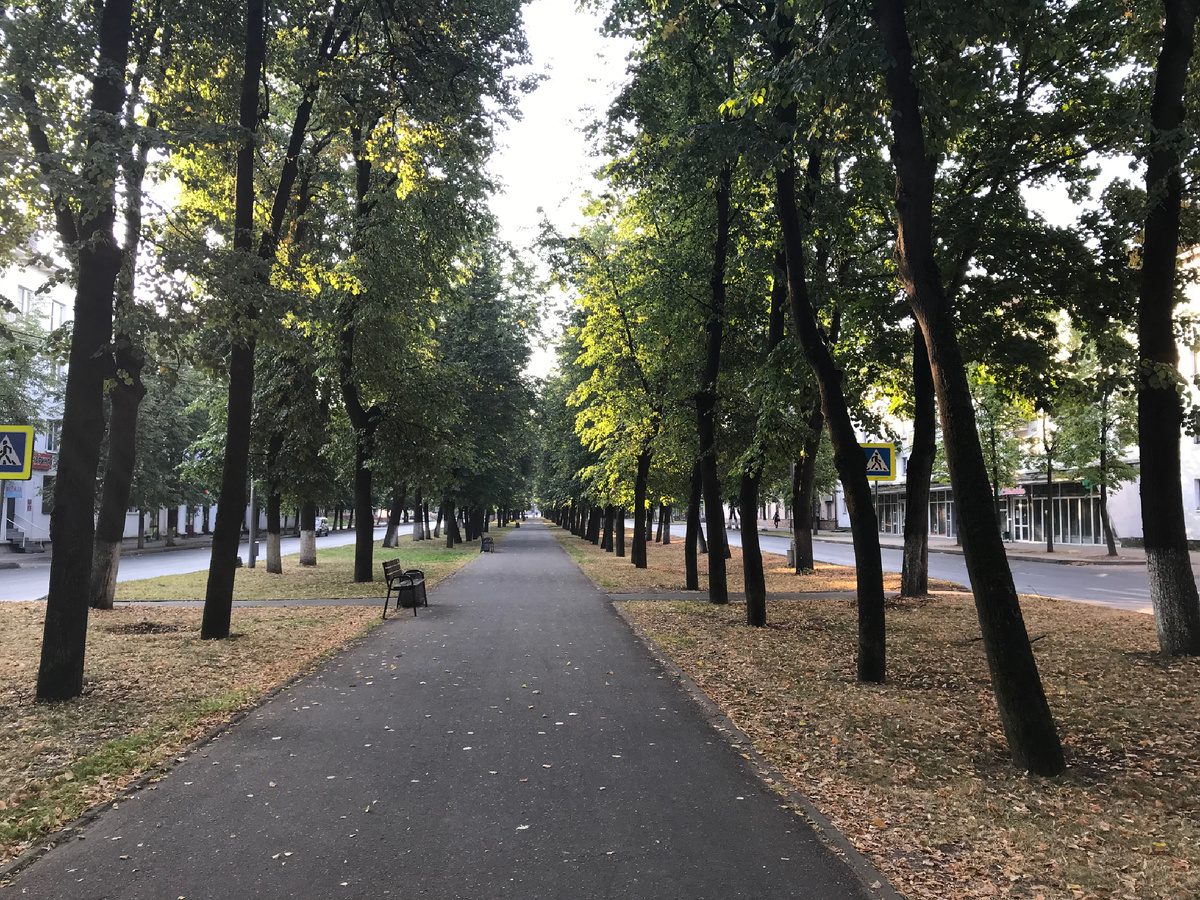 Раннее утро на липовой аллее. Фото автора