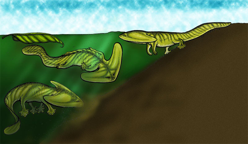 Диплоцерасписы.