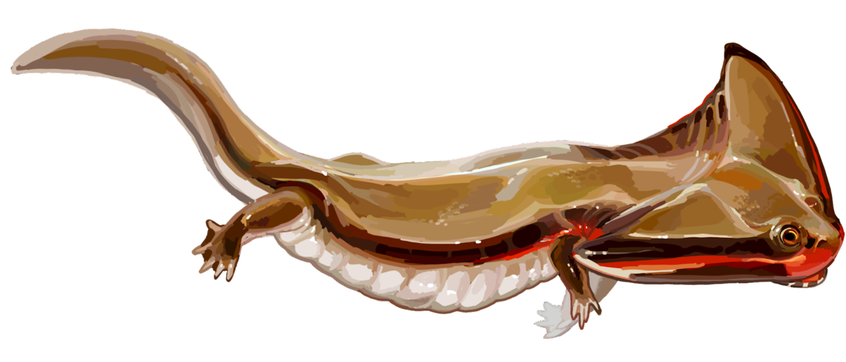 Диплокаулус, забавная иллюстрация.