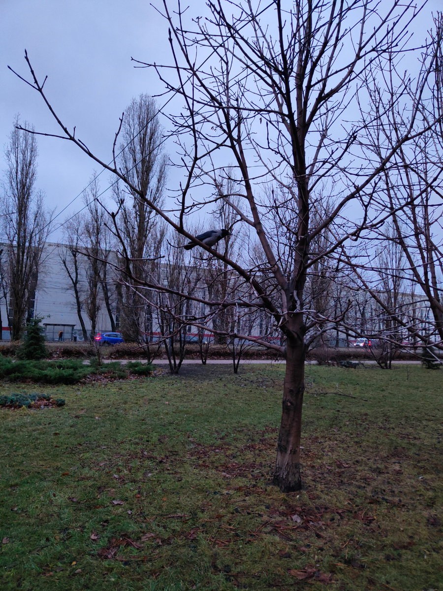 Трудно поверить, но месяц назад наш город был таким. А сейчас все снегом замело с перевыполнением нормы осадков. Фото моё