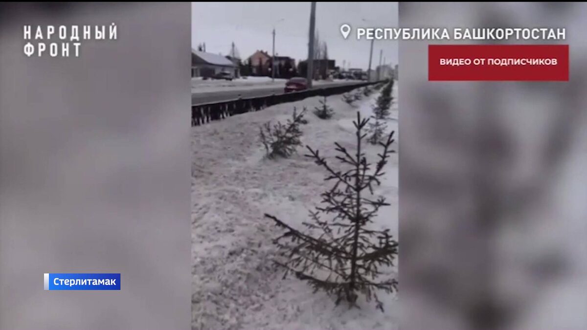    В Башкирии коммунальщики закидали молодые ели снежной массой с реагентами во время уборки дорог
