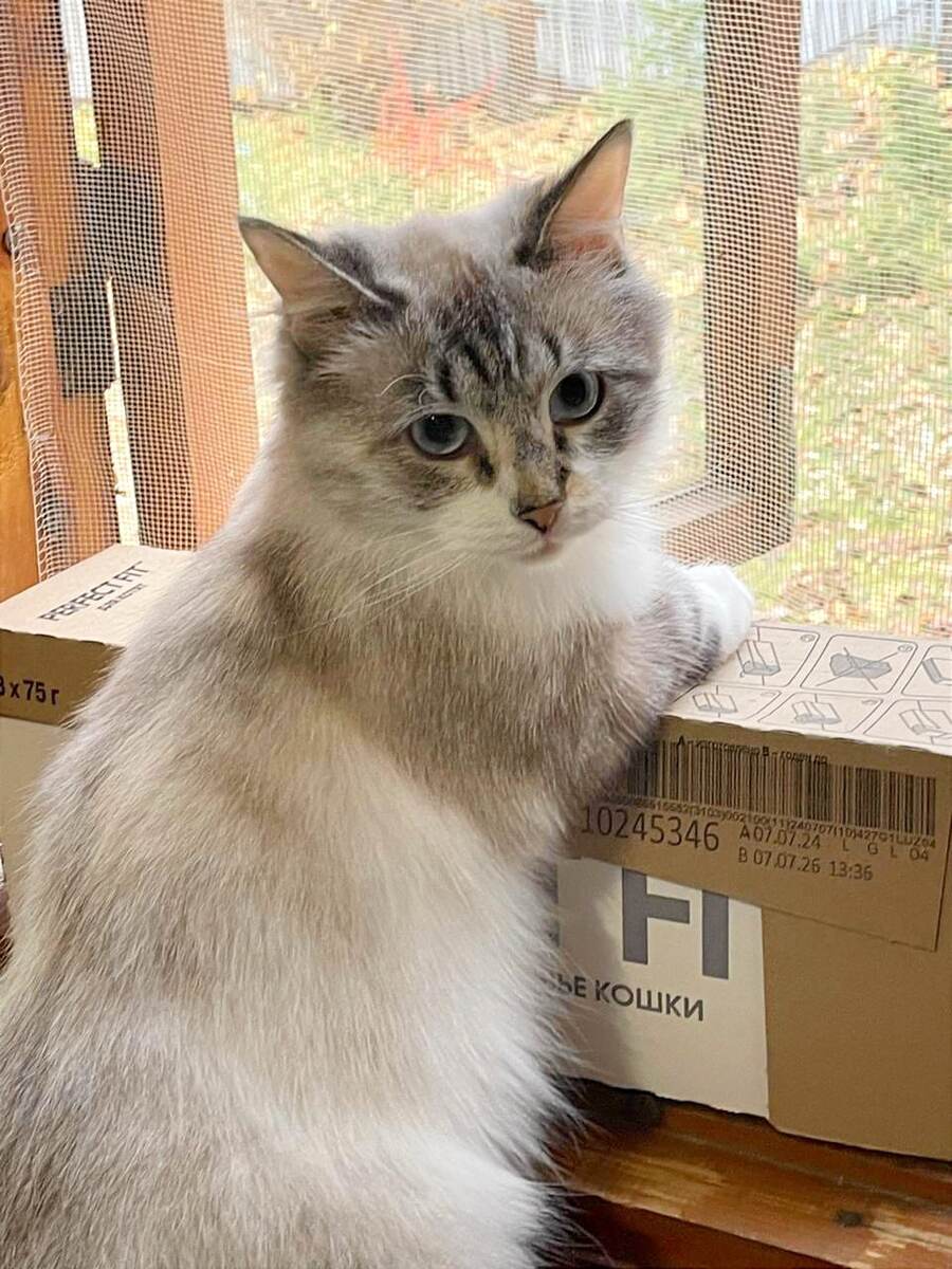 скорее всего относиться к породе Невская маскарадная 